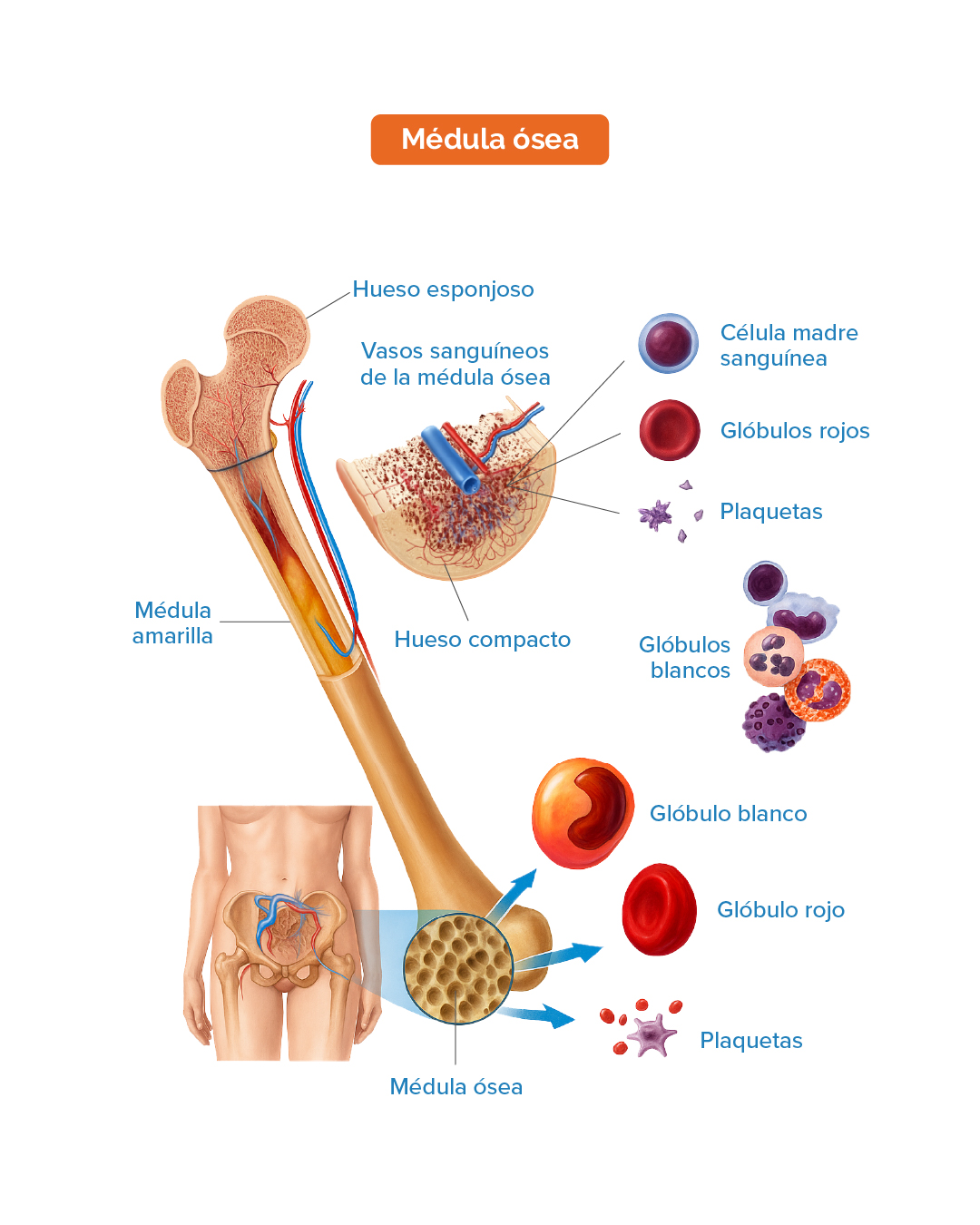 Medula osea 1