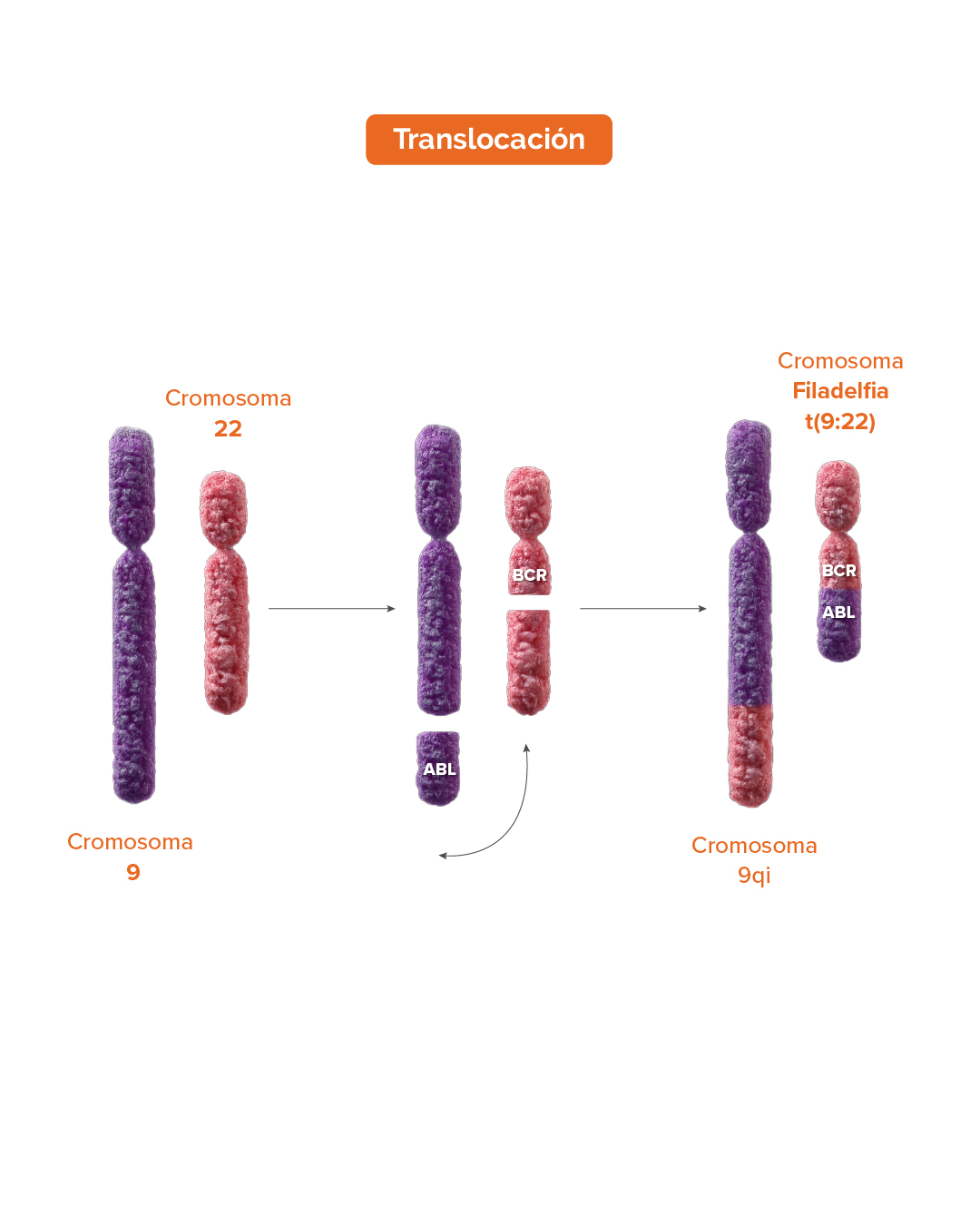 Translocacion 1